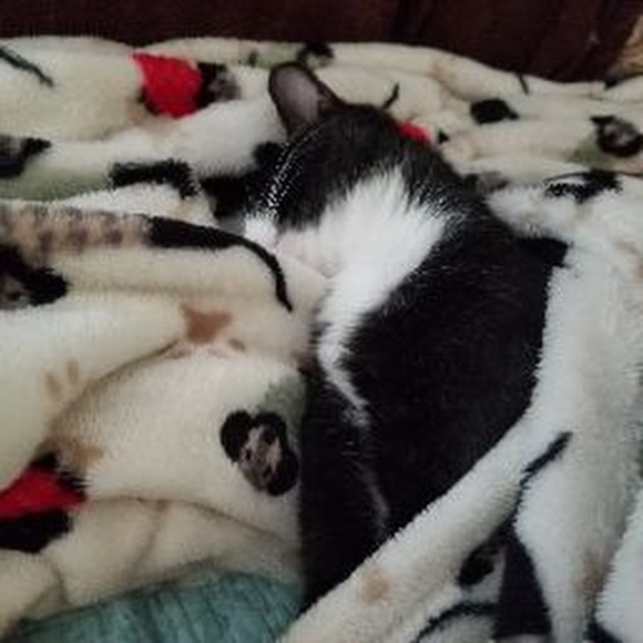 Meet your Posher, Dg - Picture 1 of 1